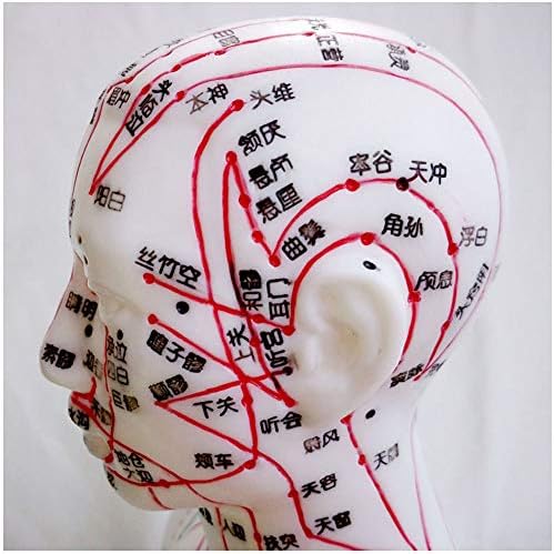 FHUILI Mini Akupunktur Modeli-İnsan Akupunktur Modeli-İnsan Vücudu Modeli Çin Tıbbı Meridyen Noktası Tüm Vücut Masajı
